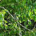 Coppersmith Barbet