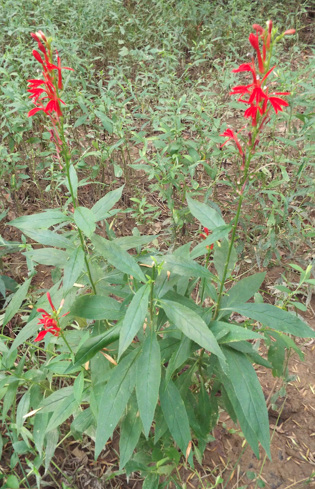 Lobelia cardinalis