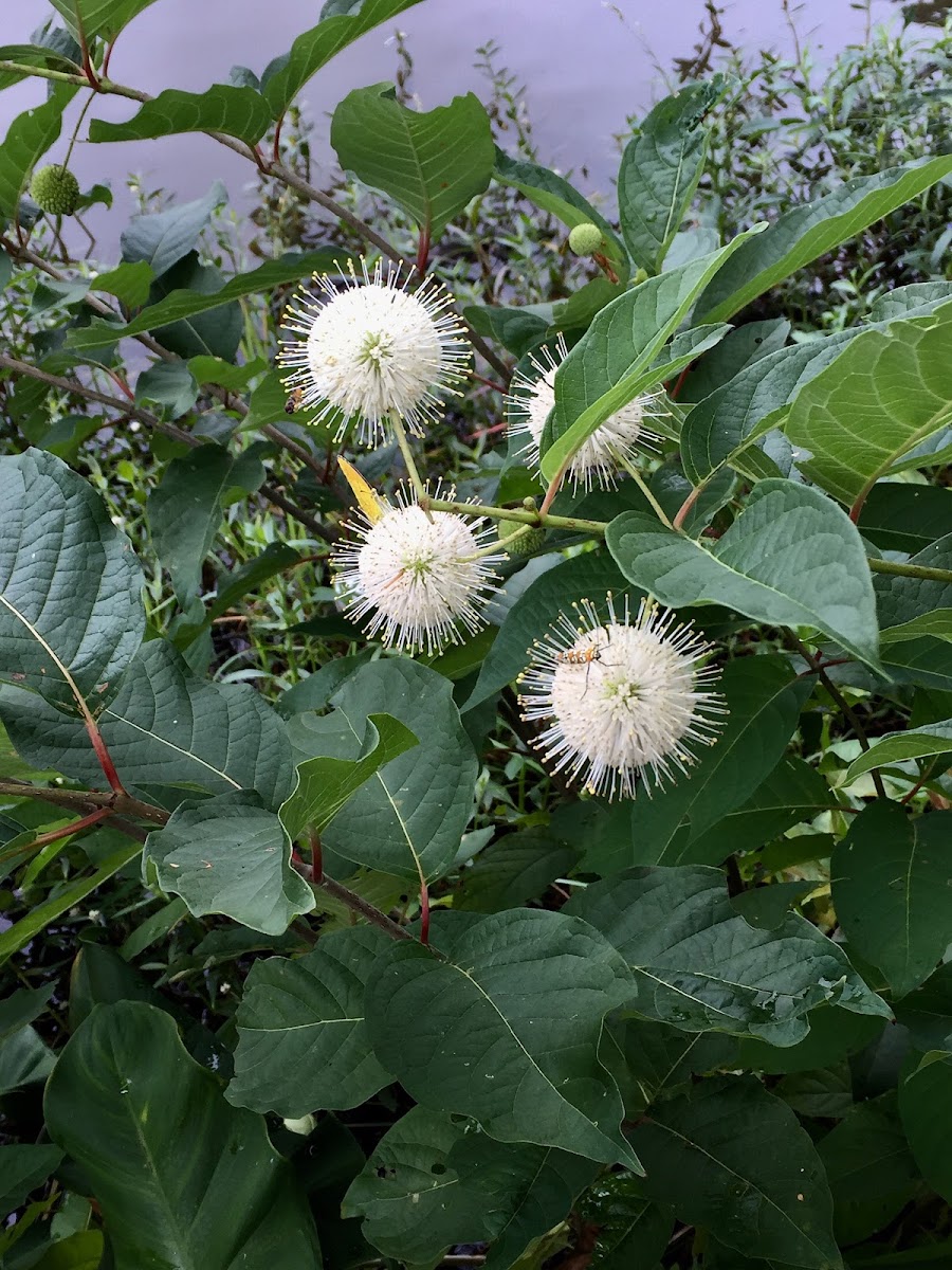 Buttonbush