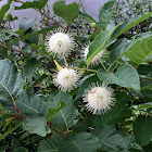 Buttonbush