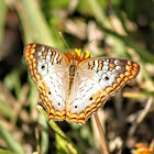 White Peacock Butterfly