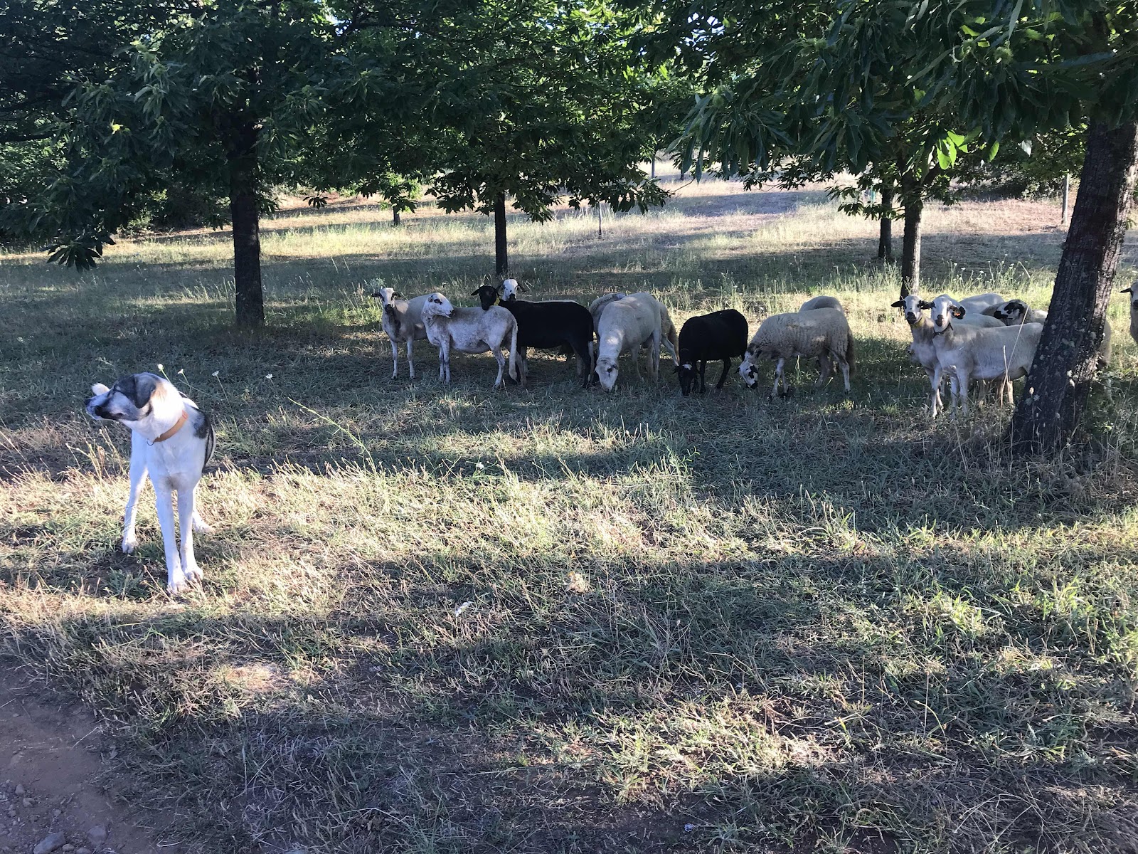 Lagomar, Trás-os-Montes