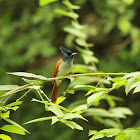 Indian Paradise Flycatcher   ♀