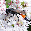 Sand Wasp; Avispa de la Arena