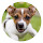 Puppy HD New Tabs Popular Pets Themes