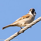 Tree Sparrow; Gorrión Molinero