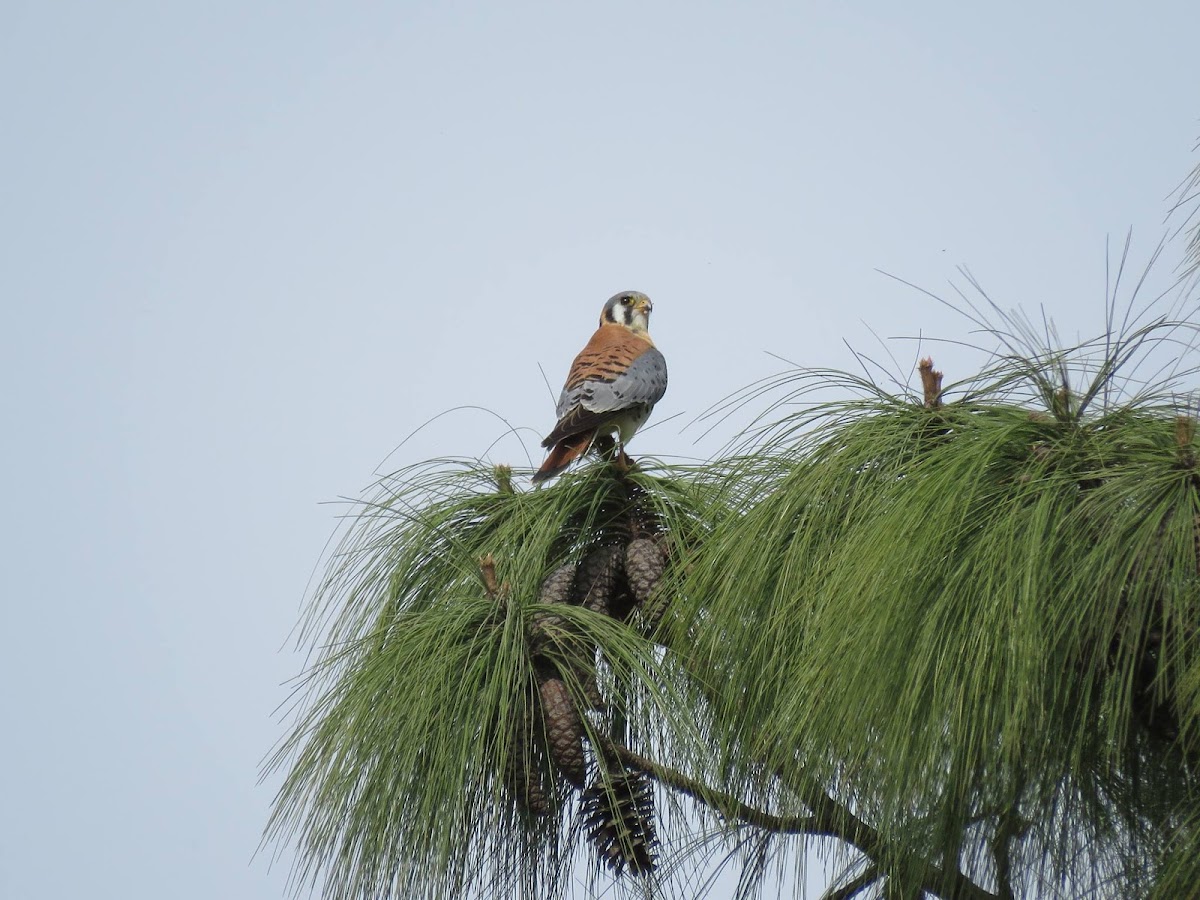 American kestrel