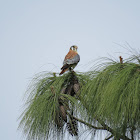 American kestrel