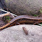 Southern Two-lined Salamander