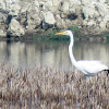 Eastern Great Egret