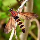 Robber fly