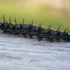 Mourning Cloak Caterpillar