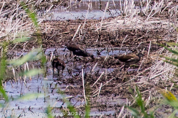 Moorhen; Polla de Agua