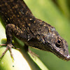 Brown Anole