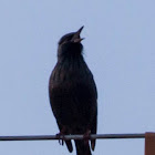 Spotless Starling; Estornino Negro