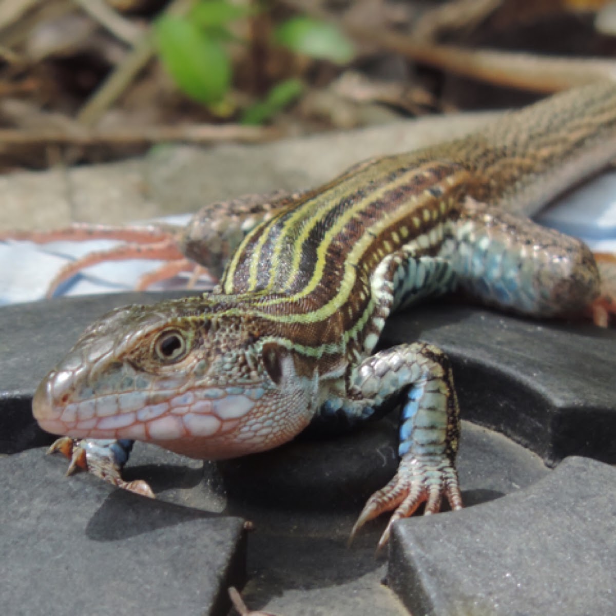 Texas Spotted Whiptail