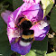 White-tailed Bumblebee