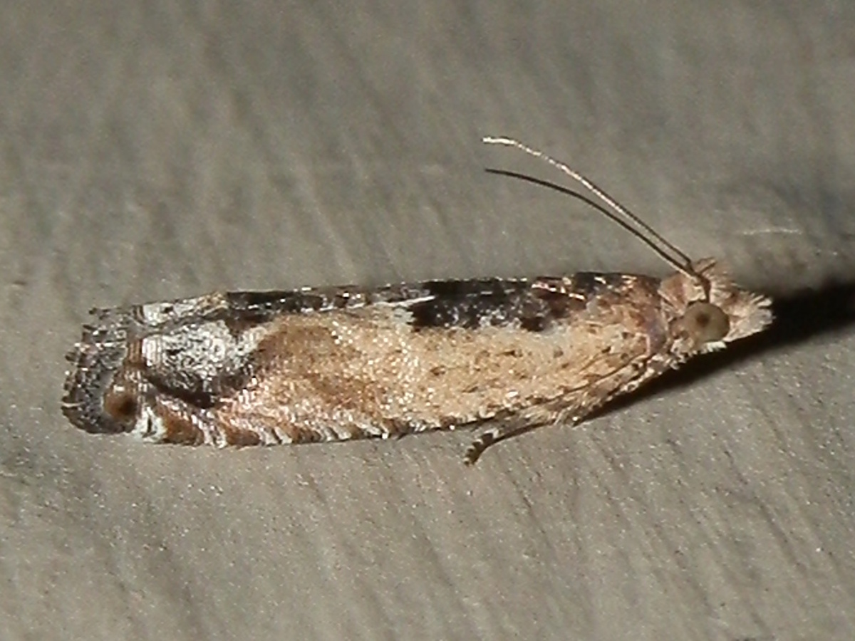 Cotton Tipworm Moth