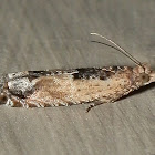 Cotton Tipworm Moth