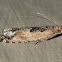 Cotton Tipworm Moth