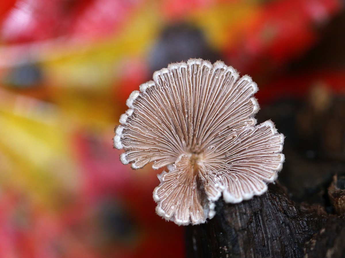 Split Gills