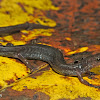 Ravine Salamander