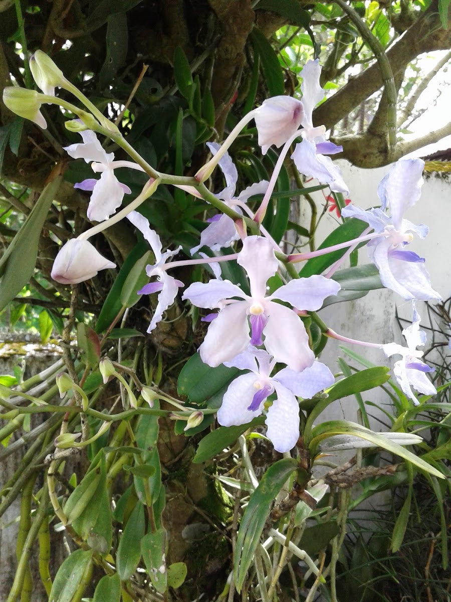 Blue Vanda Orchid