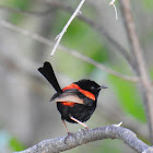 Red-backed fairy wren