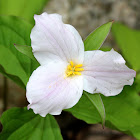 White Trillium