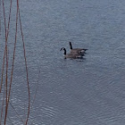 Canada Goose