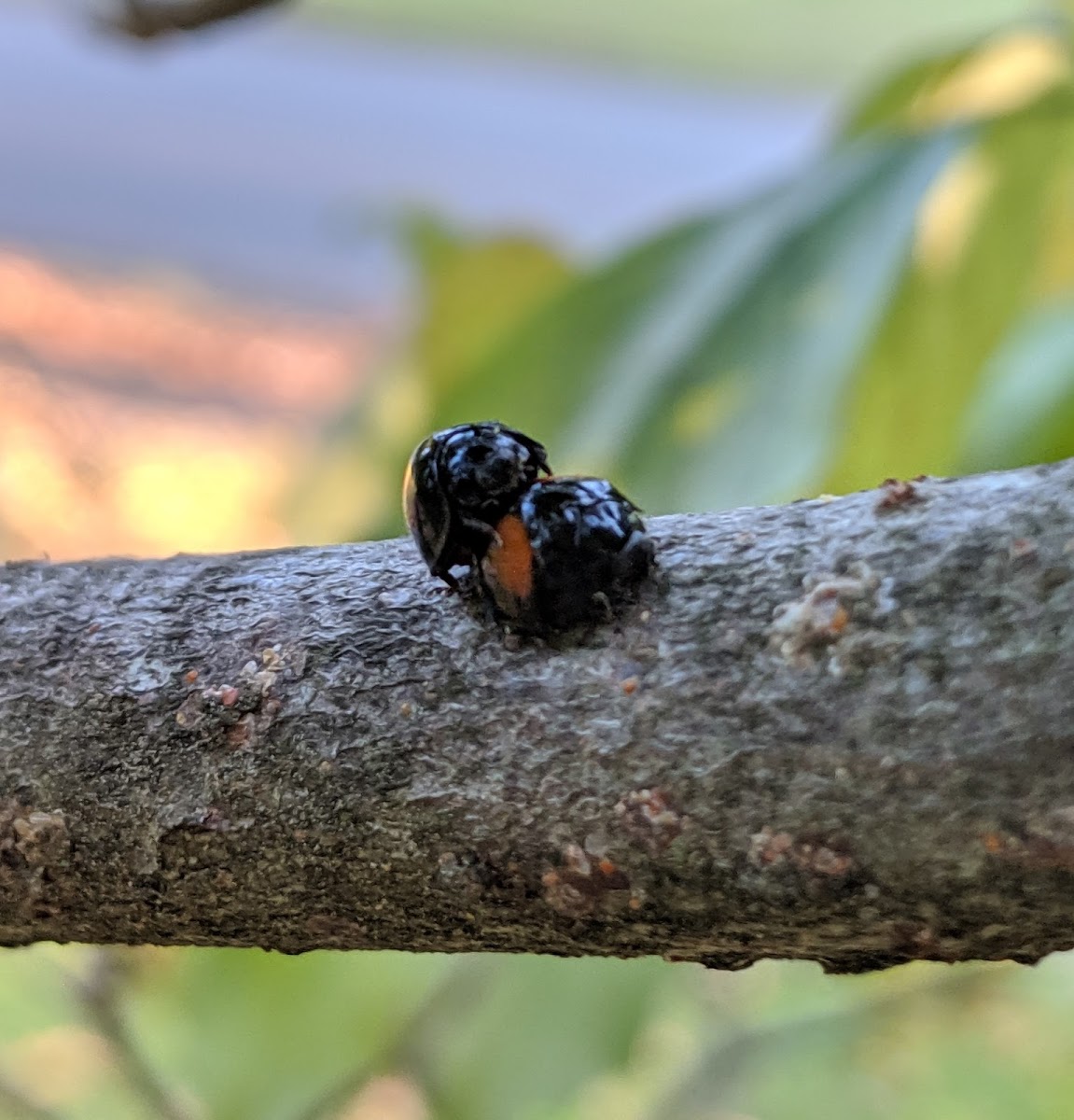 Twice-Stabbed Lady Beetle