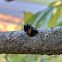 Twice-Stabbed Lady Beetle