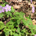 Wild Geranium