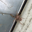 American House Spider