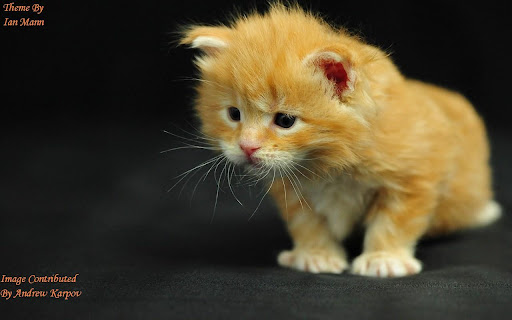 Orange Kitten