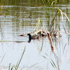 Moorhen; Polla de Agua