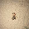 Jerusalem Cricket