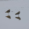 Northern Lapwing