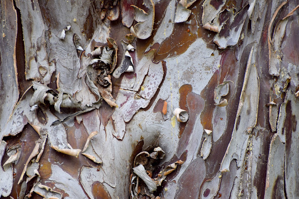 corteccia  di s_ornella