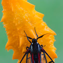 Scarlet-tipped Wasp Mimic Moth