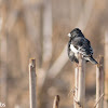 Lark Bunting