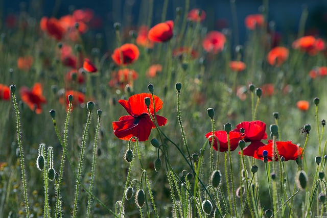 Papaver rhoeas