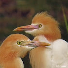 Cattle egret