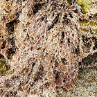 Graceful Coral Seaweed