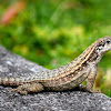 Northern Curlytail Lizard