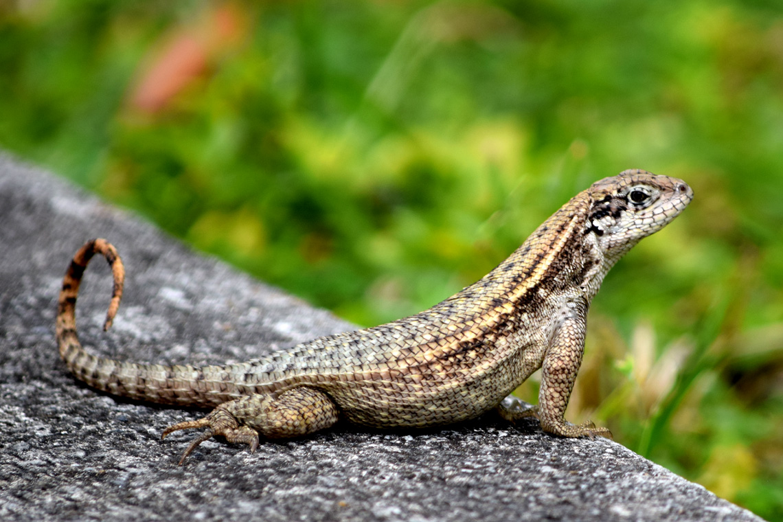 Northern Curlytail Lizard