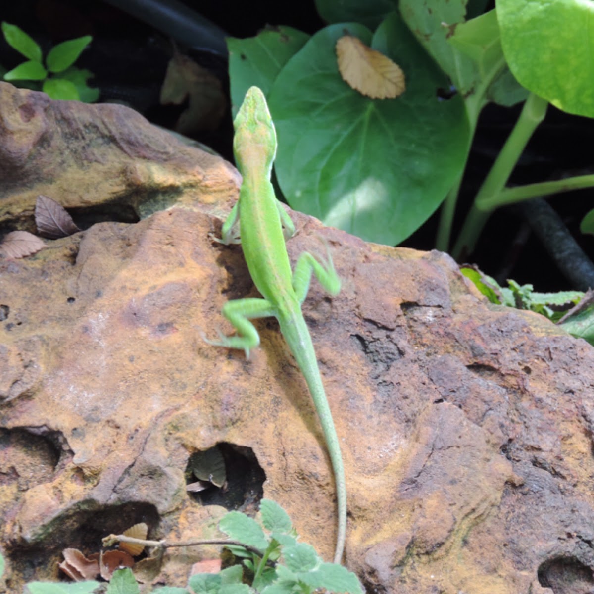 Carolina Anole