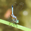 Blue Dasher