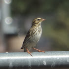 Savannah Sparrow