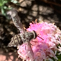 Tangled vein fly